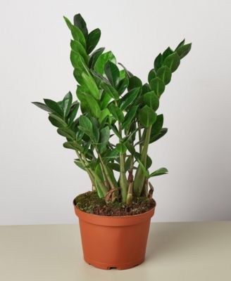 House Plant Shop